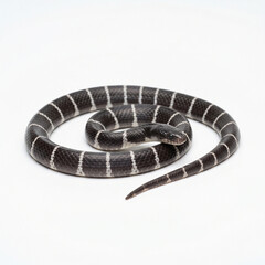 Naklejka premium The common krait venomous snake minimalist wildlife icon dangerous asian elapid serpent vector illustration isolated on white background