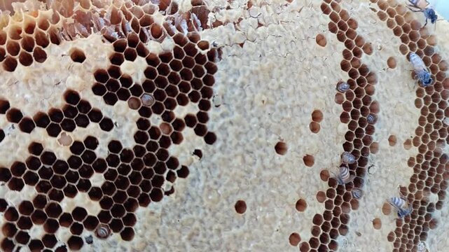 Group of wild honeybees crawling and working on a fresh honeycomb structure.
