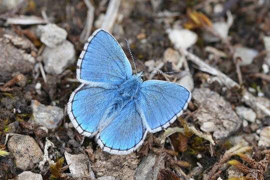 Closeup on a fresh emerged vibrant blue Adonis blue butterfly, Lysandra bellargus with spread wings