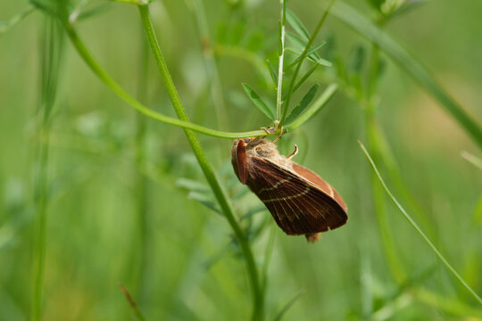 Closeup on a fresh emerged and metamorphosed Fox moth, Macrothylacia rubi, Lasiocampidae haning in vegetation