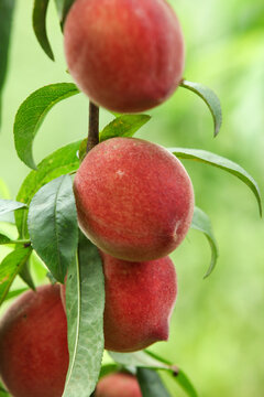 Chinese Blood Peach Taolin Variety Growing on Tree Branch in Hubei Province Orchard