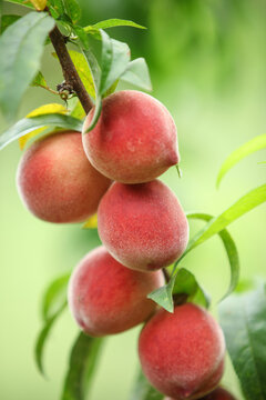 Chinese Blood Peaches on Tree Branch - Hubei Taolin Origin Fruit Growing Naturally
