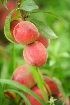 Fresh Red Peaches Growing on Tree Branch in Hubei China Taoyuan Orchard