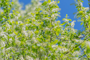 Fototapeta premium Spring blossom scenery. Bright flowers against sky. White blossoms and green leaves dance. Sunshine illuminates white blossoms and green foliage amidst clear blue sky