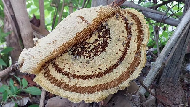 Active honeybees on a honeycomb in nature, wild bee colony close up.