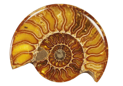 Polished ammonite fossil with golden amber chambers and intricate spiral patterns, isolated against a solid black background