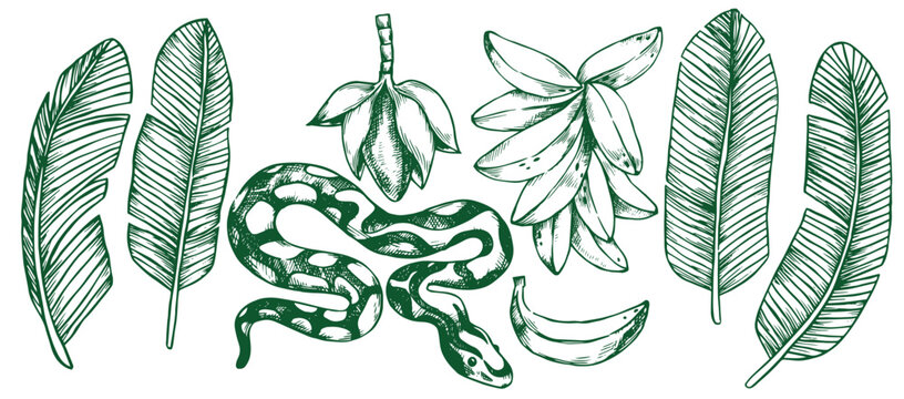 banana set with tropical leaves, flowers and banana palm fruits. vector illustration in sketch style