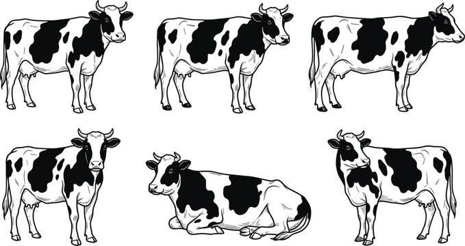 Detailed hand drawn vector illustration set of Holstein Friesian cows in various standing and lying down poses.