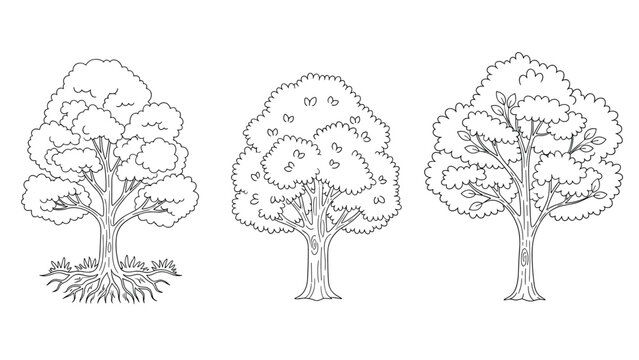 Set of three different deciduous trees with unique canopy shapes and root structures presented as detailed black and white line art coloring pages.