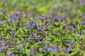 Obraz premium Blue petals isolated. Deeply blurred background highlights small blue flower petals vividly. Artistic depiction of delicate blue wildflower petals with gentle pastel tones