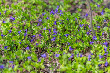 Obraz premium Dense violet patches offering pollinator habitat, low blossoms rich with nectar potential, springtime green carpet hosting insects, conservation and garden ecology emphasis