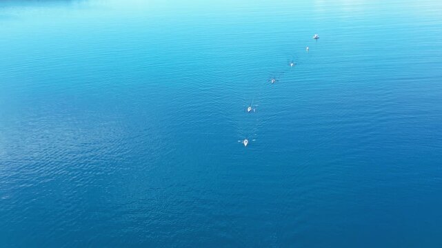 Aerial View of Rowing Race Competition in Turquoise Sea Near Coastal Hills. High quality 4k footage