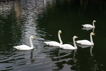 Obraz premium White Swans Floating on Lake - Flock Swimming on Water Surface