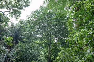Fototapeta premium Green canopy view for eco travel and wellness brands. Layered tropical trees create fresh nature copy space. High foliage scene suits conservation campaign visuals