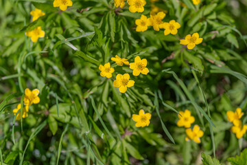 Obraz premium Sunny flowers strewn across green grassland scene. Colorful yellow flowers sprinkled across vibrant grassy fields with fresh spring ambiance and delicate petals