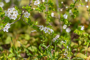 Fototapeta premium Dreamy branch with tiny white blossoms, gentle pastel tones, softfocus highlights, evocative of early romance and slow living, usable for lifestyle and greeting cards