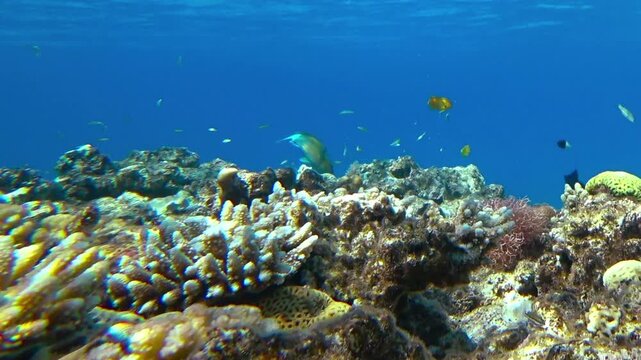 beautiful coral reef and fish