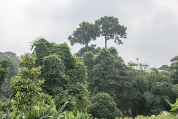 Fototapeta premium Tall emergent trees above dense tropical canopy. Jungle crowns for biodiversity conservation visuals. Layered green forest ridge in humid nature scene