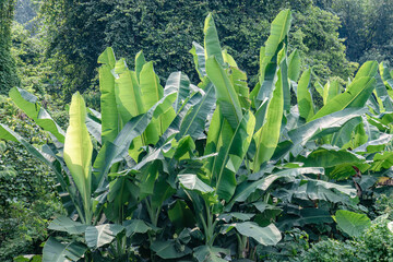 Banana leaves grove in bright tropical forest. Broad foliage for agriculture and travel ads. Lush plantain crop scene beside jungle vegetation © Joko