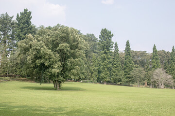 Obraz premium Open park lawn with trees for recreation advertising. Wide green field suited to leisure travel campaigns. Sunny public meadow scene supporting family picnic visuals