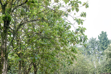 Fototapeta premium Tree branch canopy texture for natural background design. Overhead foliage frame with bark and fresh leaves. Botanical shade pattern suited to wellness branding