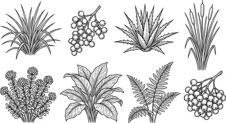 Botanical plant illustration set with grasses, ferns, leafy plants, and berry clusters in detailed black and white engraved line art style © allustra