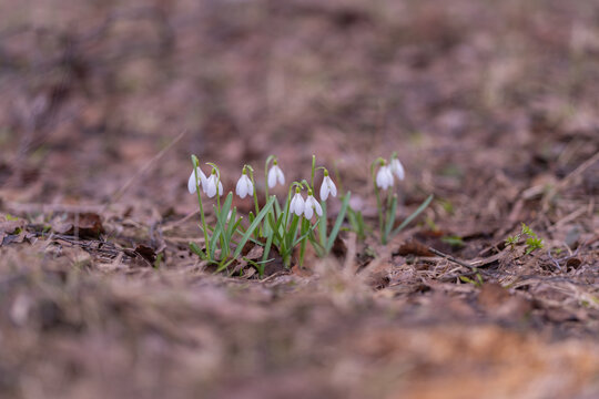 Spring snowdrops bloom in field. Gentle snowdrop patches emerge in early season field scenery. Scene showcases small white snowdrop clusters adorning brown seasonal meadow