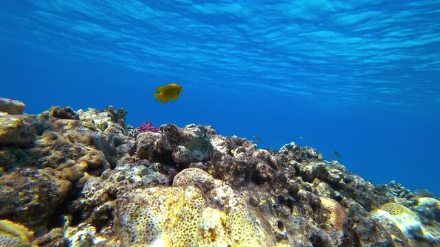 beautiful coral reef and fish