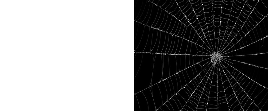 Symmetrical orb weaver spider web with water droplets isolated on transparent background including alpha channel mask for compositing realistic nature design element asset.