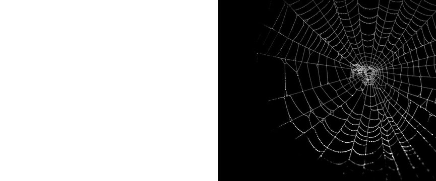 Detailed circular spider web with dew drops on transparent background with alpha mask isolated for high quality retouching and design work realistic morning cobweb pattern.