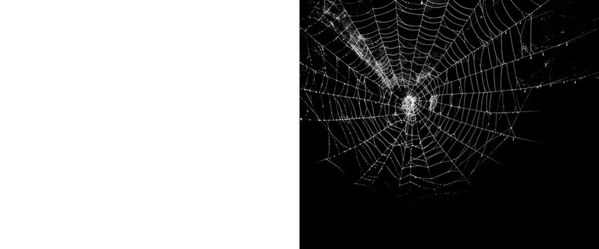 Intricate white spider web with tiny dew drops, delicate network suspended against transparent background, capturing details of natural engineering.