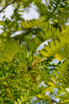 Low angle view of the bright green pinnate compound leaves and small blooming flower clusters of a honey locust tree - latin name - Gleditsia triacanthos