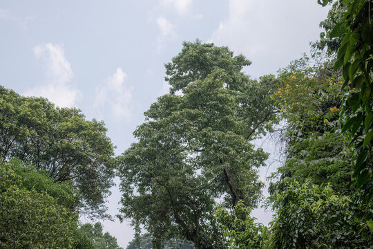 Tall tropical tree rising into soft blue sky. Vertical park crown for nature travel advertising. Sunlit branches create an airy outdoor backdrop