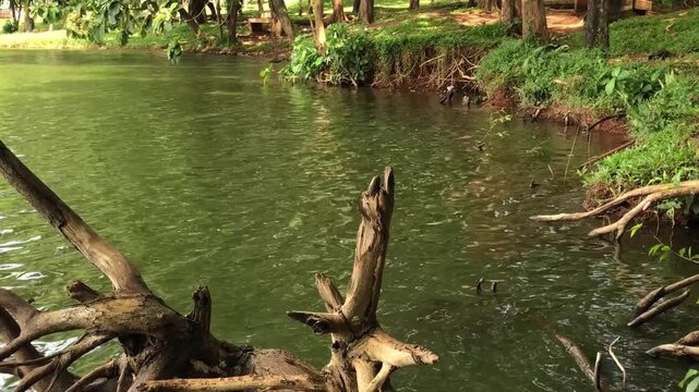 Broken stump beside green park lake with gentle ripples. Eroded bank roots frame calm freshwater habitat. Sunlit woodland pond shore showing natural decay