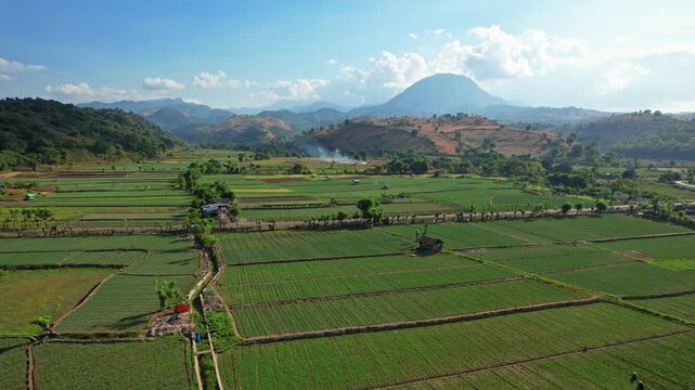 Aerial drone footage of a vast red onion field area, nearby the blue sea, in a canyon, on the coast of Sai village, in Bima regency, Sumbawa island, Indonesia, with Doro Oromboha mountain in the back