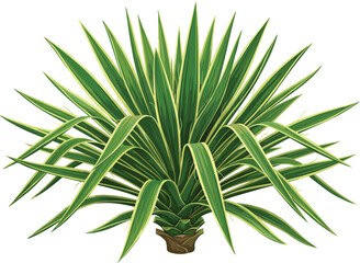 Variegated green yucca bush agave plant, tropical desert vegetation vector illustration on white background © Junayed