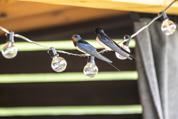 Fototapeta premium Black martins in the wild on a sunny spring day.