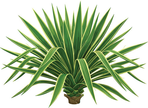 Variegated green yucca bush agave plant, tropical desert vegetation vector illustration on white background