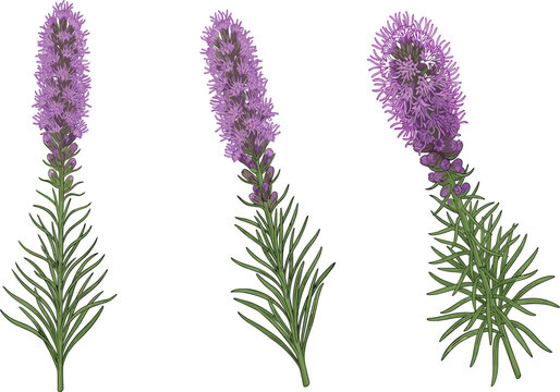 Three purple liatris blazing star flower spikes, botanical garden wildflower vector illustration on white background