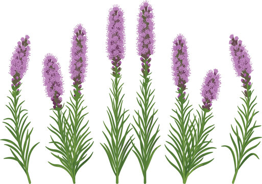 Purple liatris blazing star flowers set, garden wildflower stems vector illustration on white background