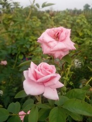 Obraz premium pink rose in garden
