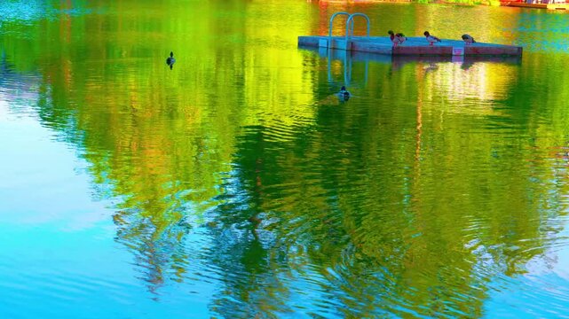 Vibrant green abstract tree reflection on calm lake water with ducks, meditation wellness concept