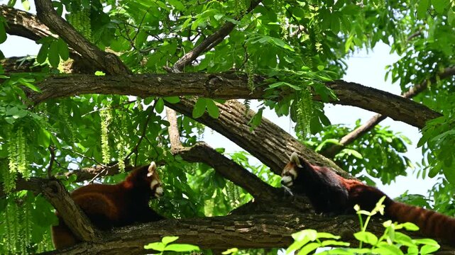 two red pandas stare at each on the tree branch in sunny day