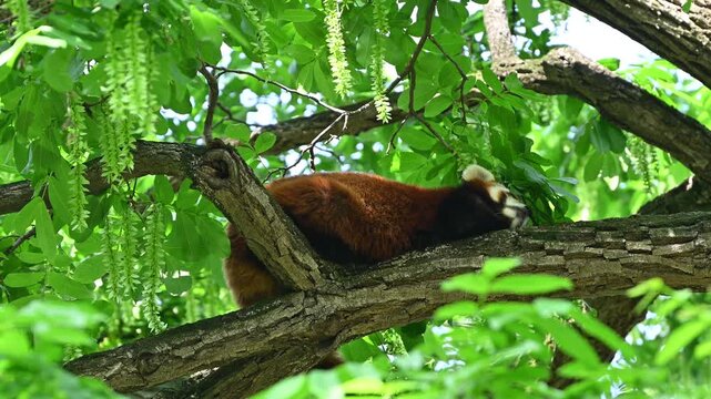 one red panda sleep on tree trunk in the shadow in sunny afternoon