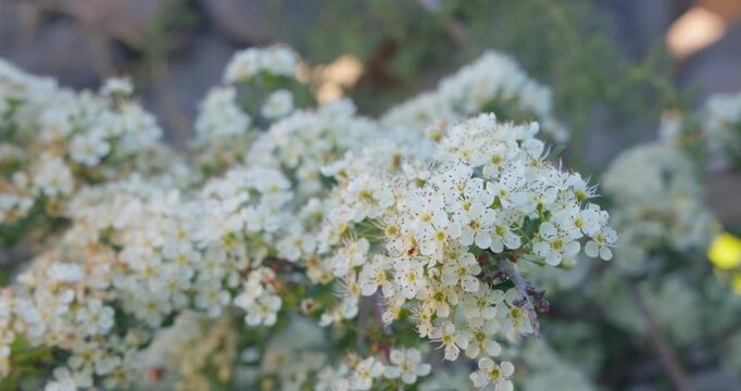 Crataegus monogyna, Common Hawthorn in Bloom