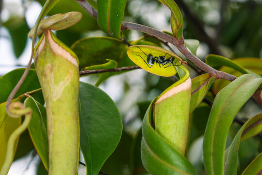 Black drummer ant beneath the lid of Nepenthes albomarginata pitcher plant in Borneo