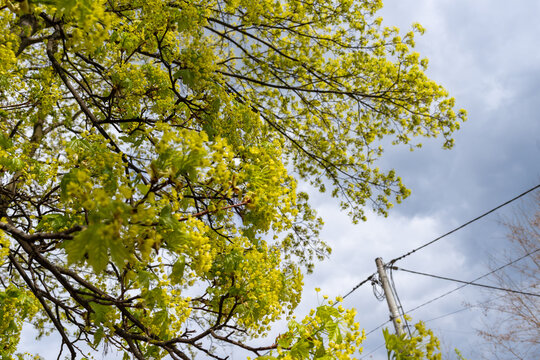 Fresh yellow green Norway maple flowers and young leaves on branches against a cloudy spring sky with utility wires. Useful for urban nature, flowering tree, seasonal growth, botany, pollen, and sprin