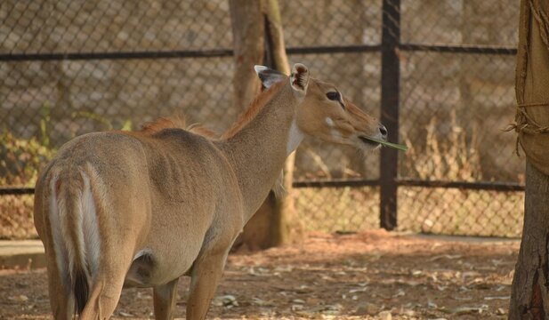 Female Nilgai roaming in a closed enclosure in Zoo