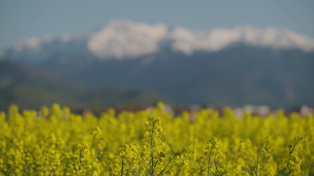 Close up of vibrant yellow rapeseed flower in focus with blurred field and majestic snow capped mountains in background idyllic nature b roll cinematic telephoto shallow depth of field shot