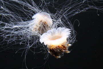 Jellyfish - Celestial Drift © Jamie